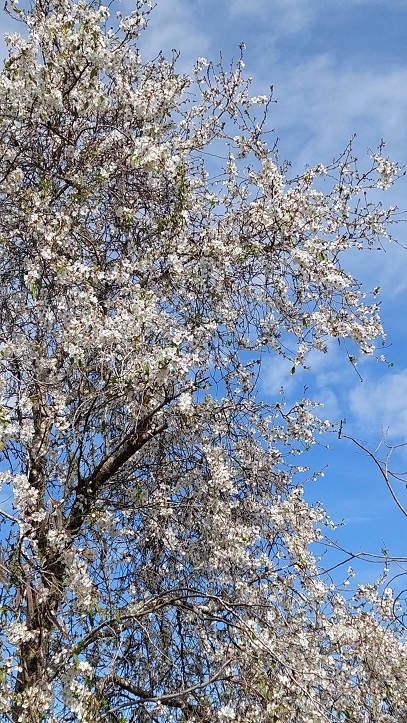 almond treees.jpg